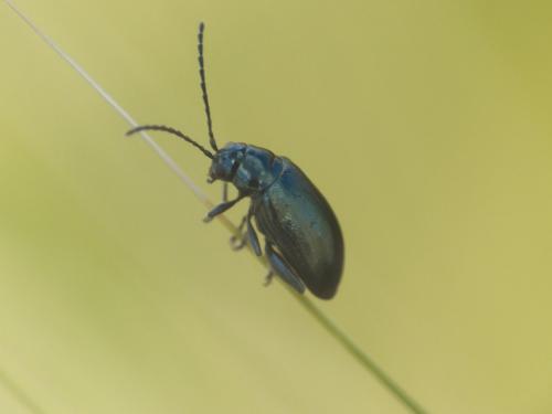 Réf. 275 163 : Altica sp.